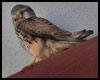 Falco tinnunculus (Cernícalo)