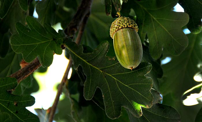 Quercus robur (roble)