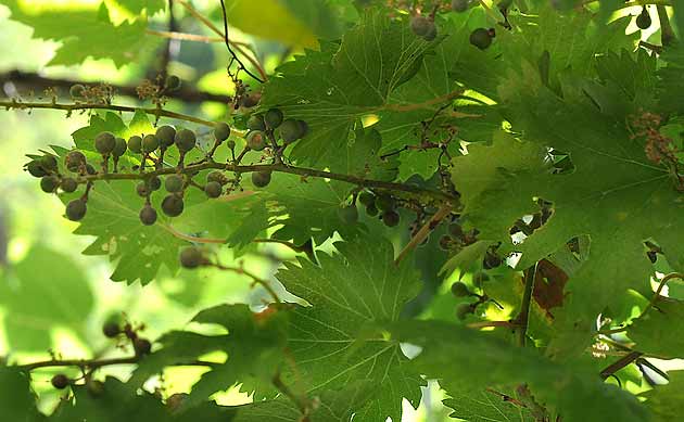 Vitis Vinifera L Subsp Sylvestris Vid Silvestre En Waste Magazine
