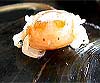 Pinnotheres pisum (Cangrejo de los mejillones)