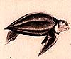 Dermochelys coriacea