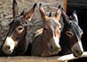 Equus asinus (Asno, burro / Donkey)