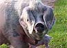 Gochu asturcelta, cerdo asturiano