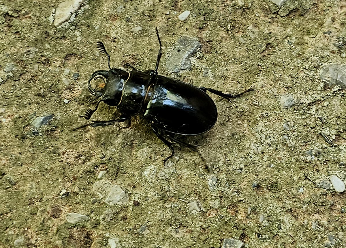 Lucanus barbarossa Lucanus barbarossa