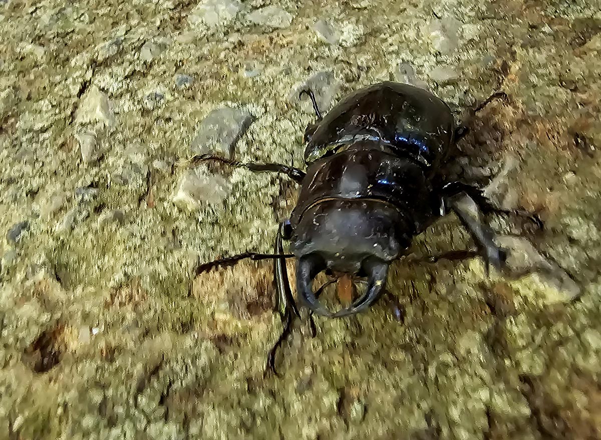 lucanus-barbarossa lucanus-barbarossa