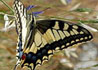 Papilio machaon * Macaon
