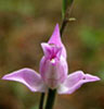 Cephalanthera rubra