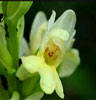 Dactylorhiza insularis (Orquídea