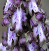 Barlia robertiana/ Himantoglossum robertianum (Orquídea gigante)