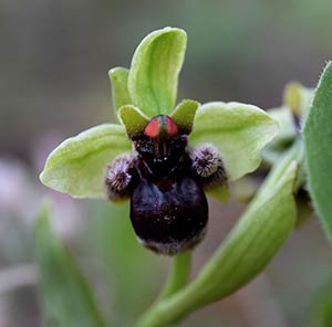 Ophrys bombyliflora (Osito, flor de abeja)