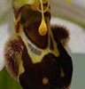 Ophrys apifera (Orquídea abeja)