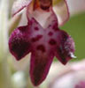 Orchis coriophora (Abellera olorosa)
