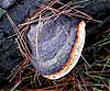Fomitopsis pinicola (Yesquero del pino, yesquero rebordeado)