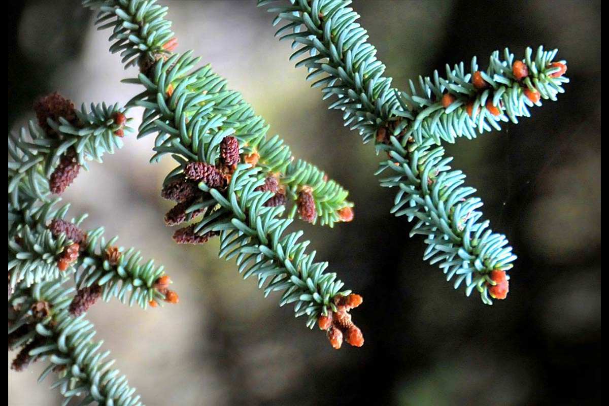 Abies pinsapo, pinzapo, Abeto de Andalucía, frutos