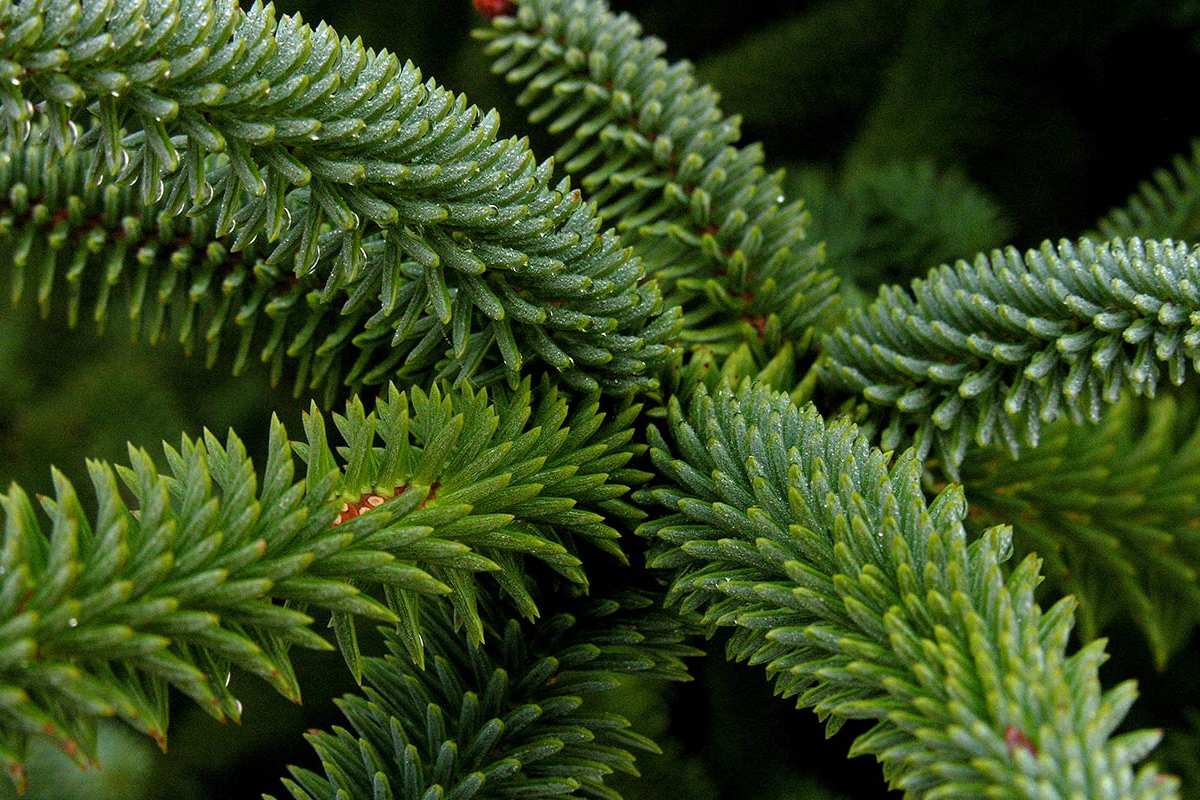 Abies pinsapo, pinzapo, Abeto de Andalucía