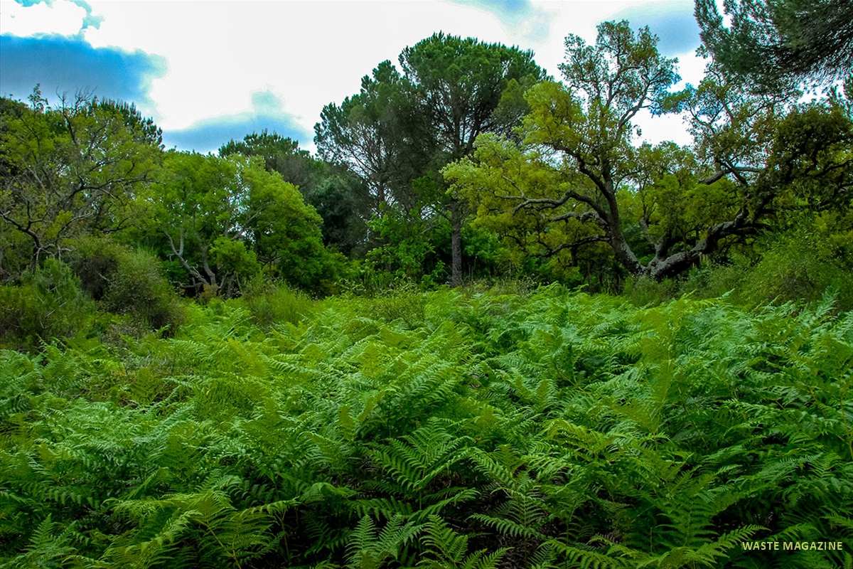 charco-acebron-30