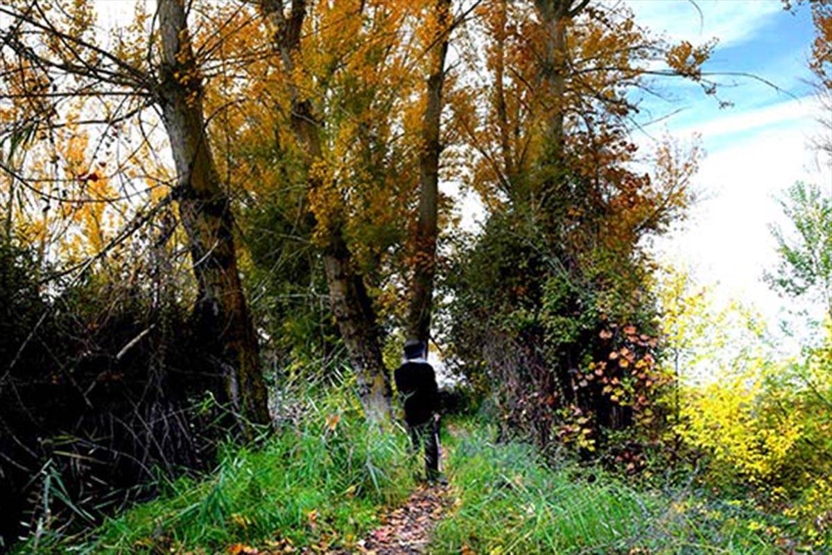 acequia-albaricoque-otono-001