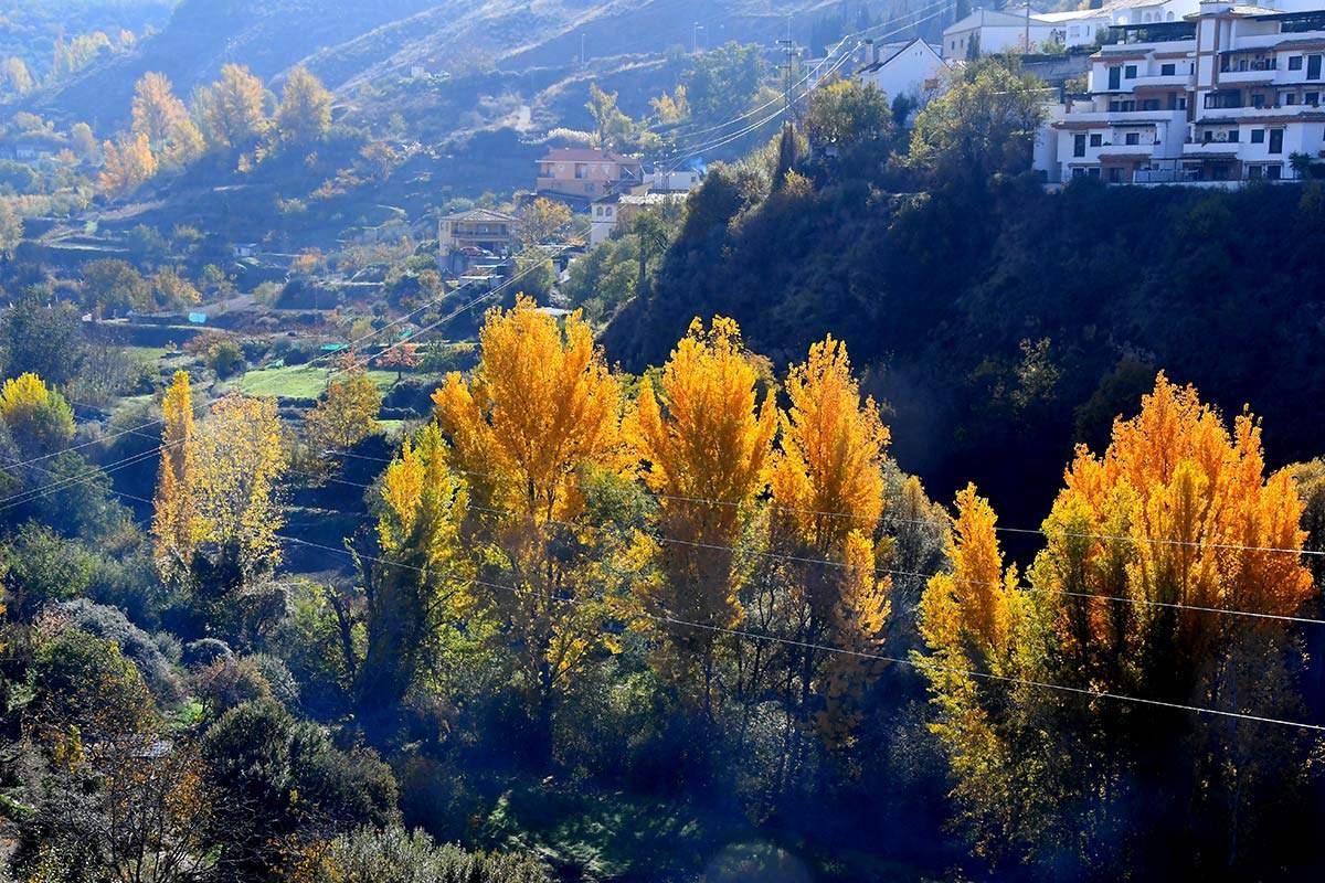 acequia-albaricoque-otono-002