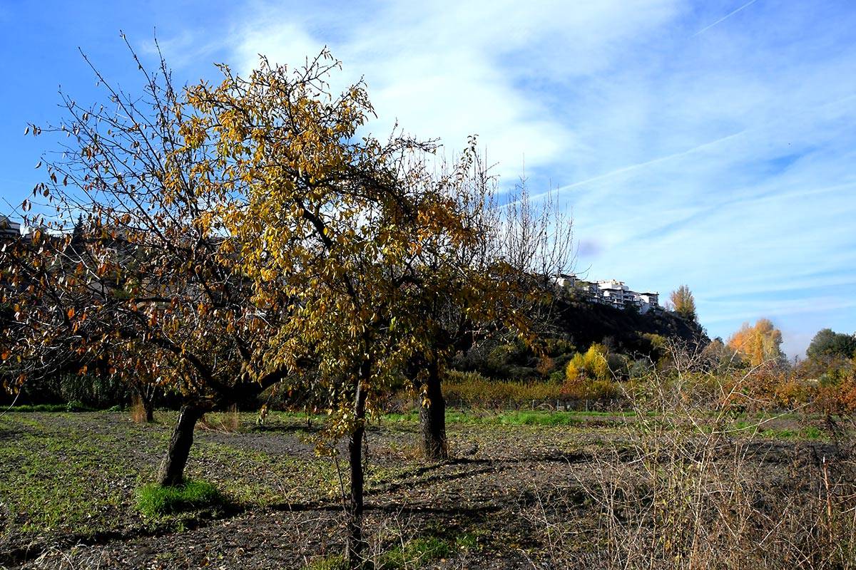 acequia-albaricoque-otono-003