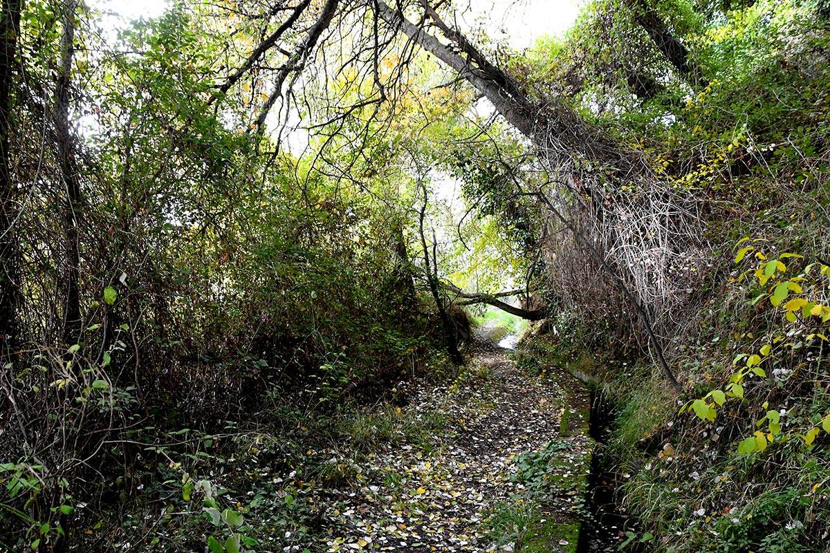 acequia-albaricoque-otono-005