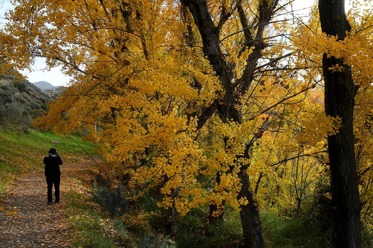 acequia-albaricoque-otono-008