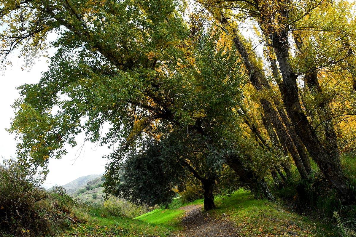 acequia-albaricoque-otono-010