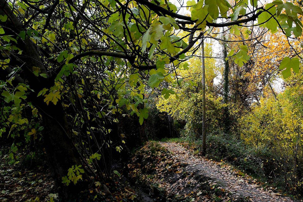 acequia-albaricoque-otono-011