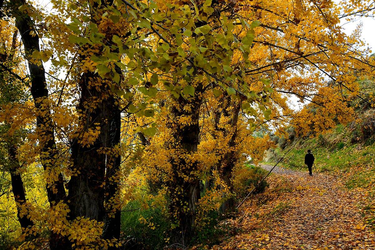 acequia-albaricoque-otono-017