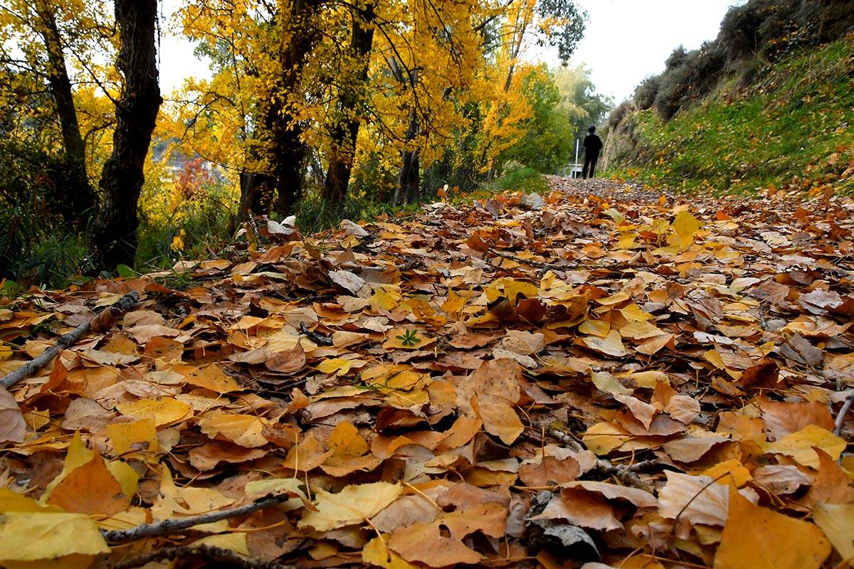 acequia-albaricoque-otono-018