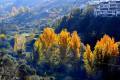 acequia-albaricoque-otono-002
