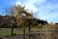 acequia-albaricoque-otono-003