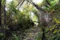 acequia-albaricoque-otono-005