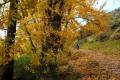 acequia-albaricoque-otono-009