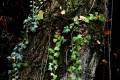 acequia-albaricoque-otono-015