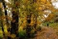 acequia-albaricoque-otono-017