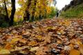 acequia-albaricoque-otono-018