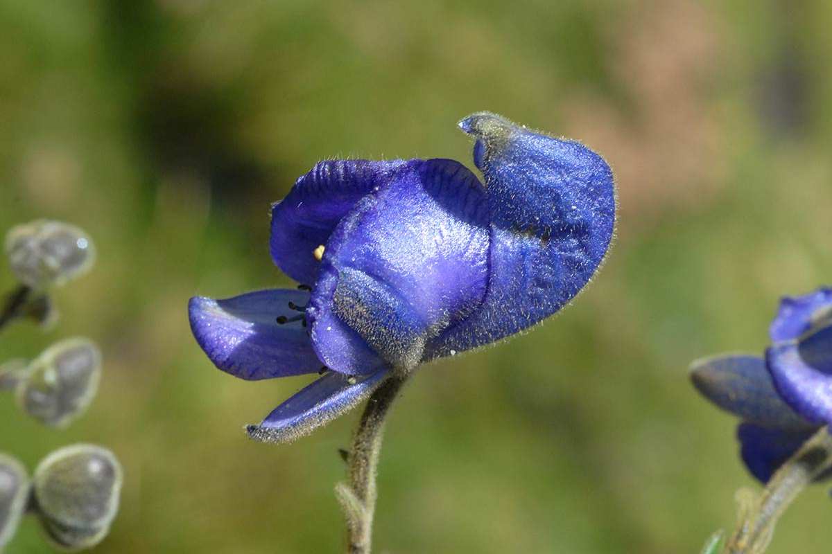 Aconitum burnatii