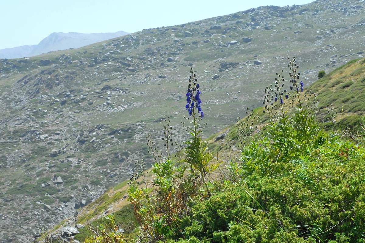 Aconitum burnatii