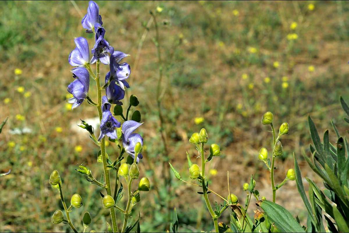Aconitum burnatii
