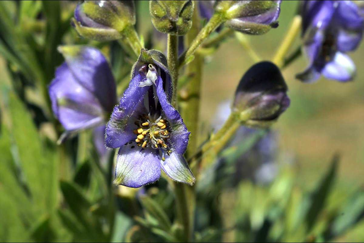 Aconitum burnatii