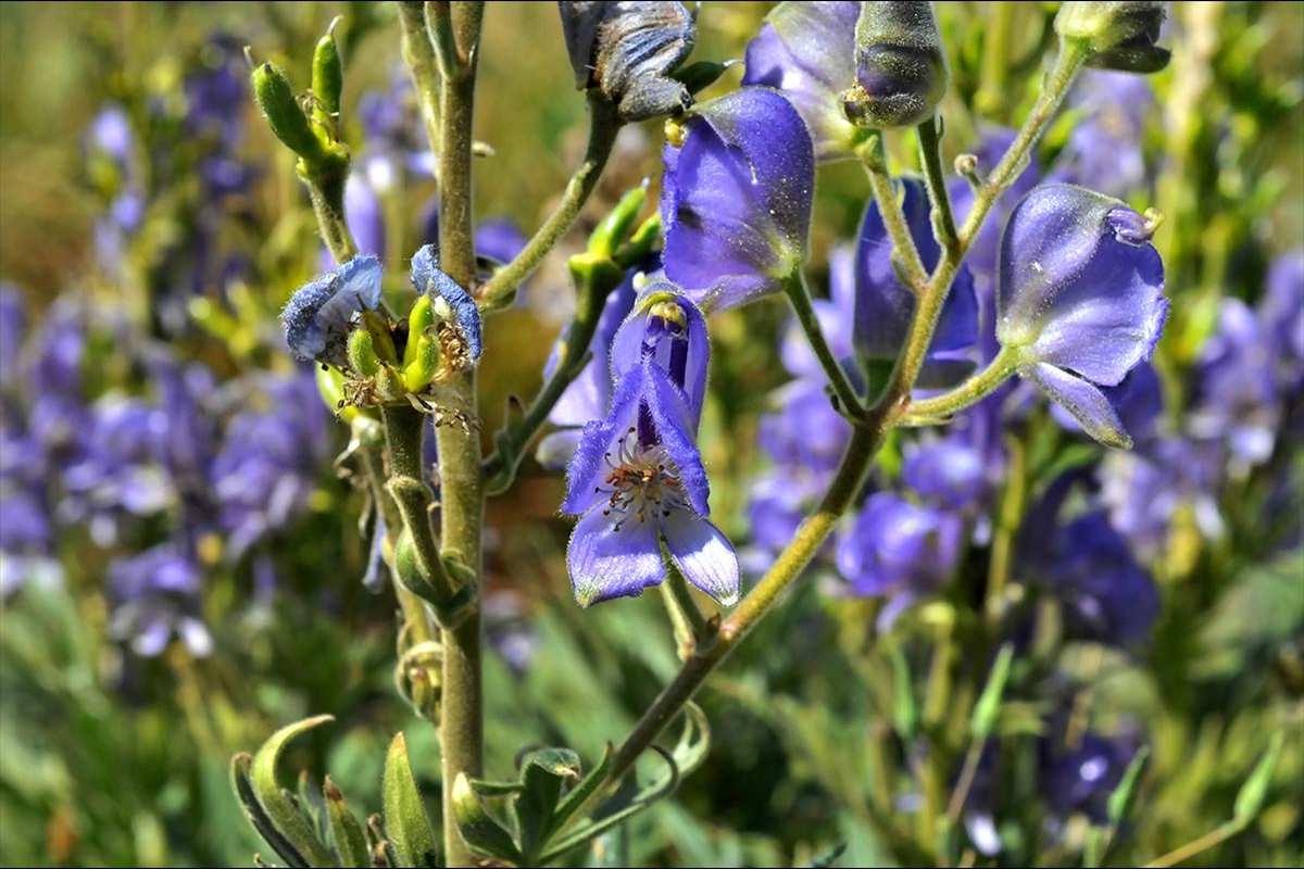Aconitum burnatii