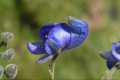 Aconitum burnatii