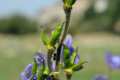 Aconitum burnatii