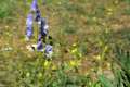 Aconitum burnatii