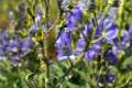 Aconitum burnatii