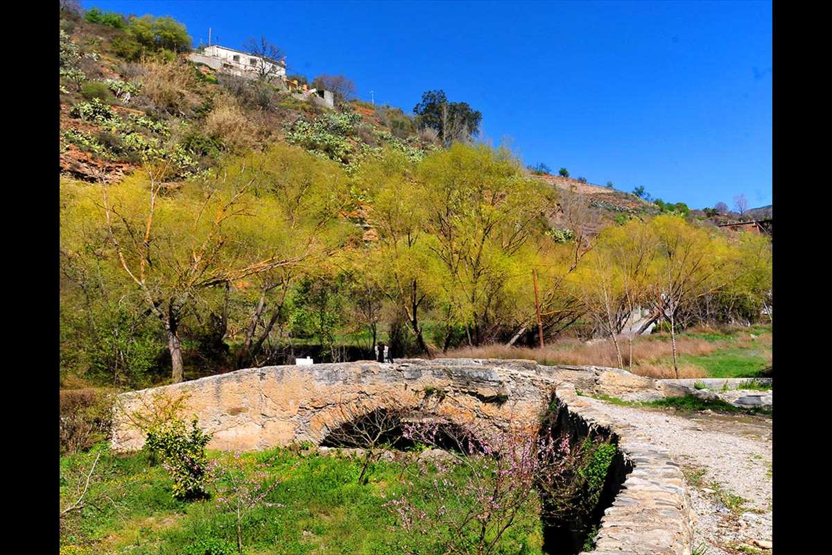 Álamos en el río Dúrcal