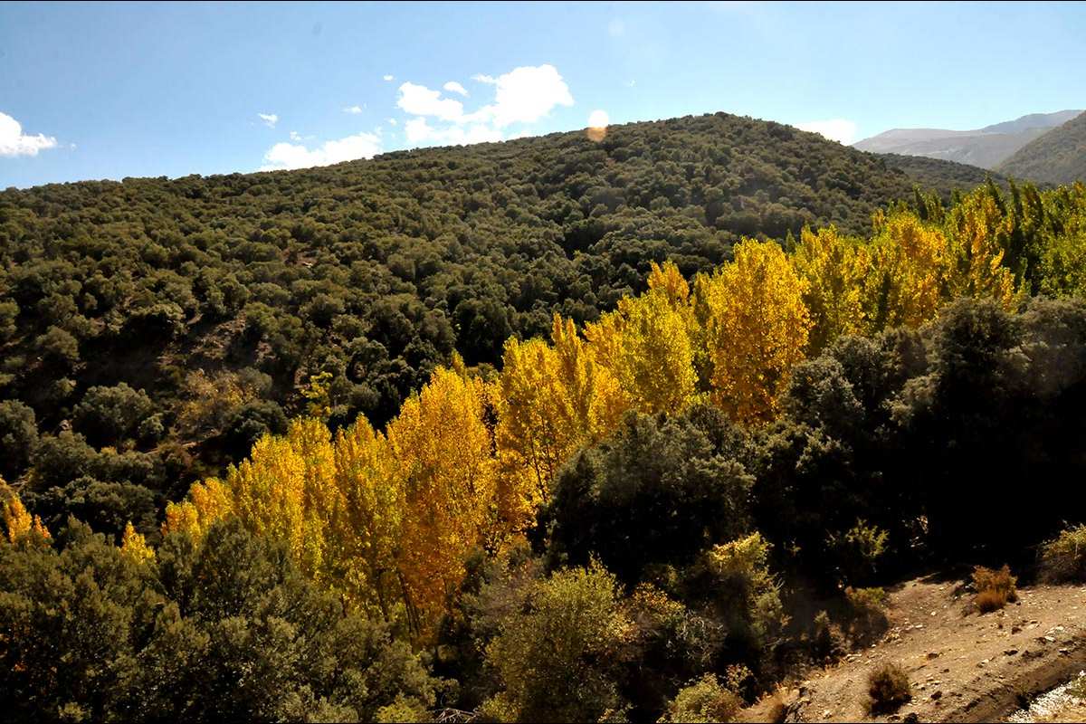 alamedas del río Fardes