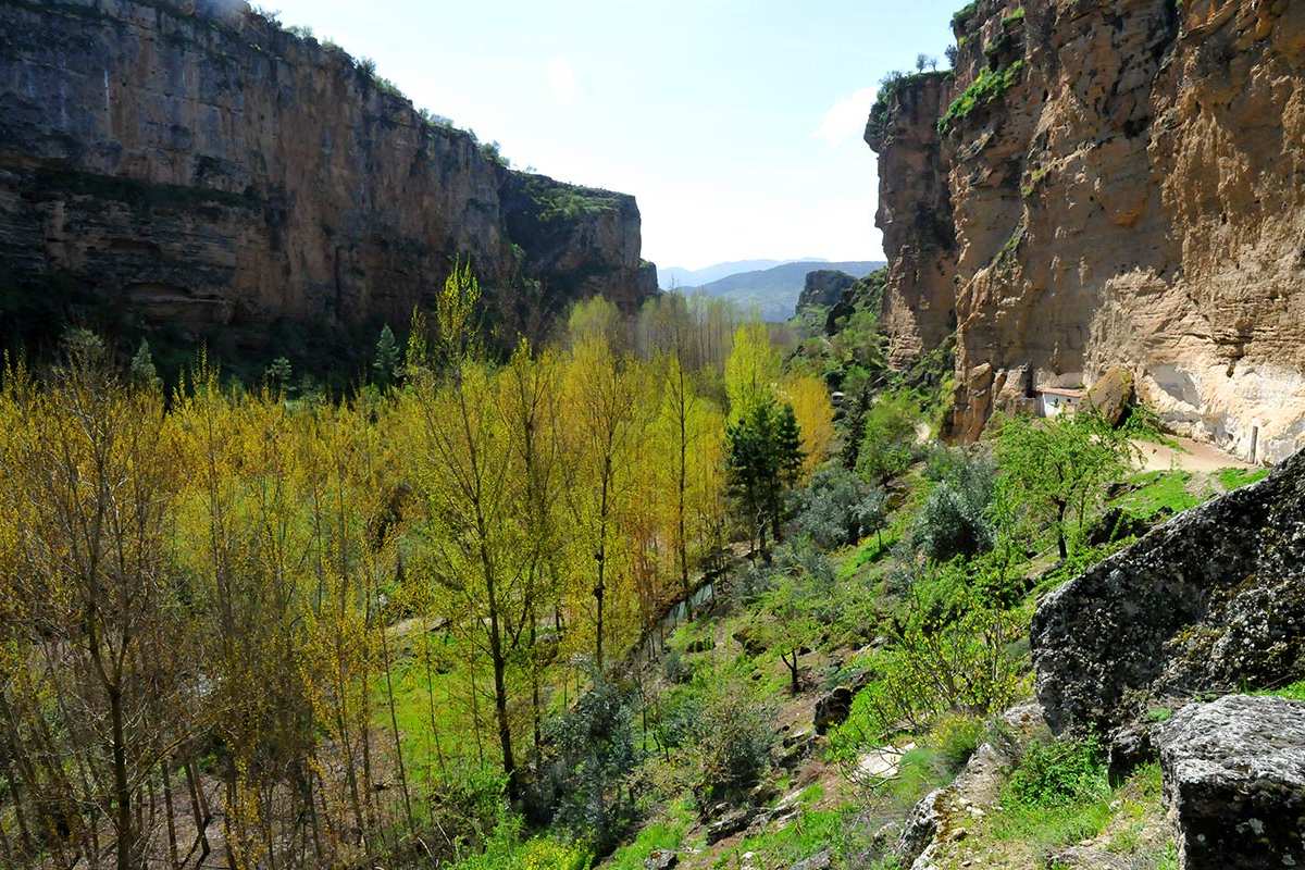 Álamos en el Camino de los Ángeles, Alhama