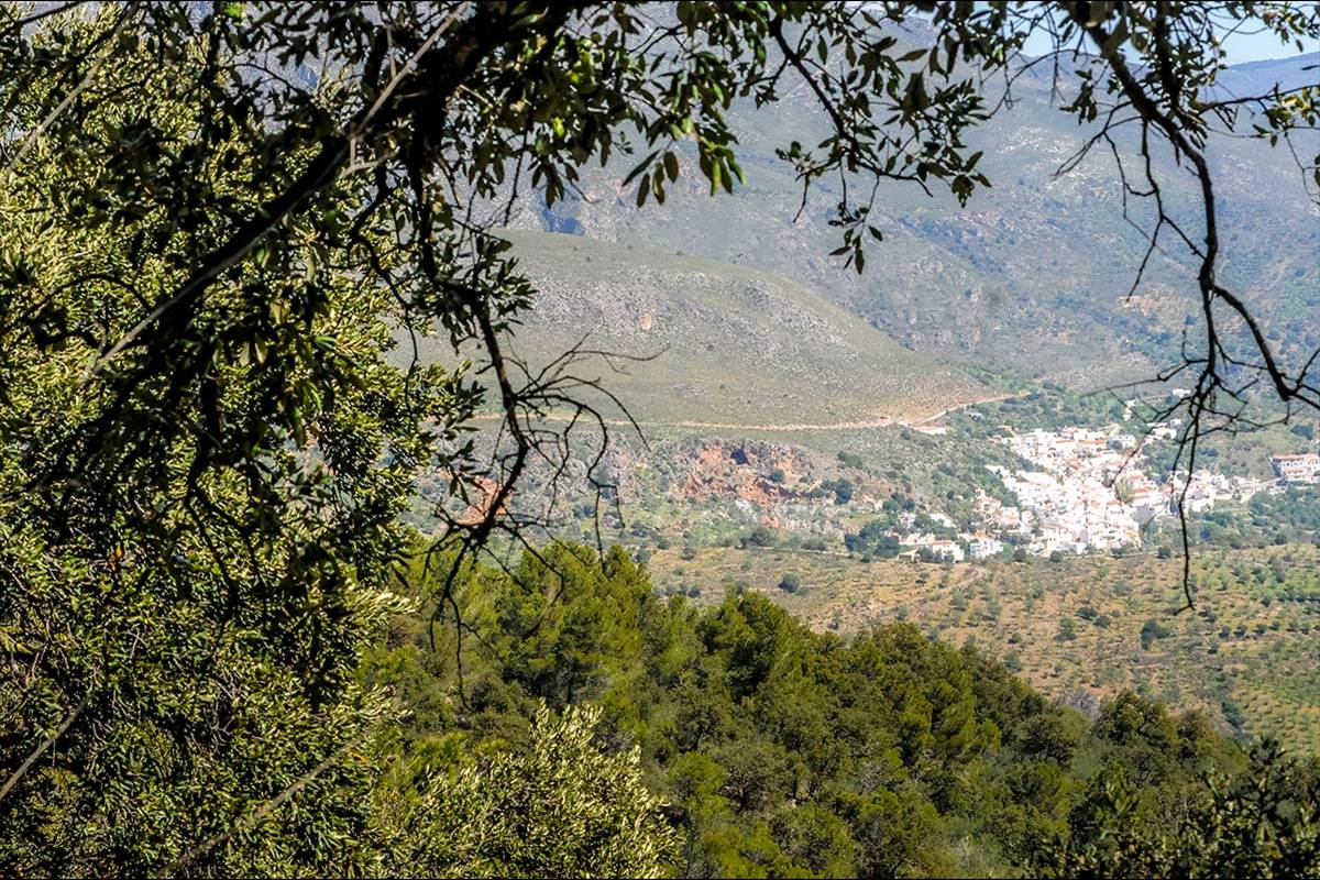 alcornocal-lujar-2015-01