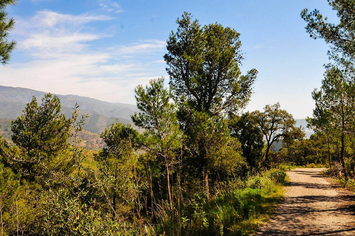 alcornocal-lujar-2015-03